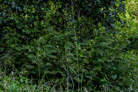 Image result for Helixanthera woodii