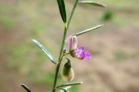 Image result for Polygala erioptera
