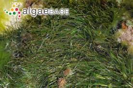 Image result for Zosteraceae