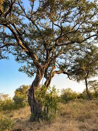 Image result for Pleurostylia africana