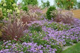Check spelling or type a new query. 10 Companions For Ornamental Grasses In The Landscape Proven Winners