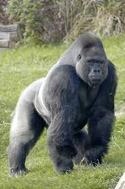 Gorilla Wikipedia