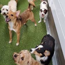 How much is doggy daycare per day. Doggy Day Care Naju The Fun Place For Your Pets