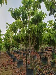 Pokok2 balak yang berasal dari negeri perlis ialah 'meranti temak nipis', juga terdapat di plot kajian di sini. Cheng Nursery Posts Facebook