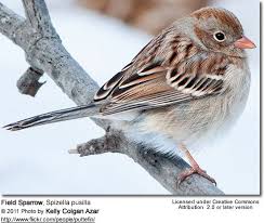 Backyard Birds Of Pa Identification Field Sparrow Bird Photo Beautiful Birds Ornithology