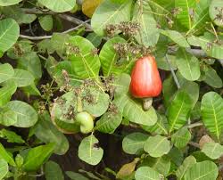 Image result for Anacardium occidentale