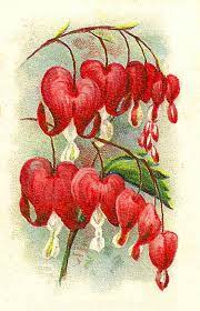Digital Flower Images Clip Art Bleeding Hearts Orchid Illustrations Flower Drawing Bleeding Heart Orchid Illustration