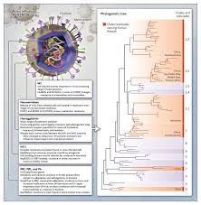 Graphic artwork (above) showing avian influenza viruses (h5n1 shown in green) infecting a person (with lungs and other organs visible). Update On Avian Influenza A H5n1 Virus Infection In Humans Nejm