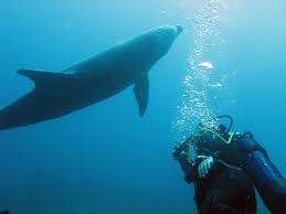 Dauphin Plongeur Guadeloupe Le Plongeur Et Le Dauphin Une Belle Histoire De Plongee Sous Marine Sur Le Spot De Deshaies En Bass Guadeloupe Plongeur Dauphin
