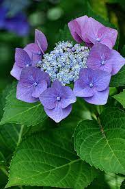 Pin On Flowers