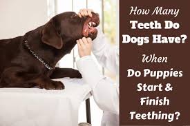 Arrange home for puppies that will take birth like whelping box. How Many Teeth Do Dogs Have When Do Puppies Lose Their Teeth