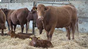 How many days can a cow get pregnant? How To Reduce The Risk Of Abortions In Cattle Farmers Weekly