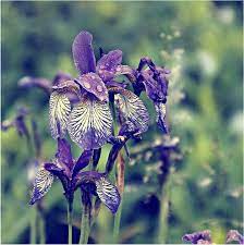 Pin By Kay Roge On Flowers Flora Flowers Most Beautiful Flowers Flowers