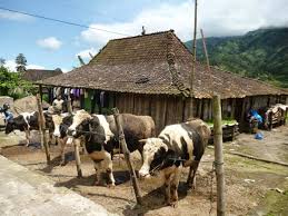 Selain untuk mendukung program ketahanan pangan nasional, pengembangan peternakan kambing ini juga nantinya akan menjadi sarana edukasi dan wisata (eduwisata) bagi masyarakat. Jadi Tren Edutour 7 Peternakan Ini Wajib Dikunjungi Kala Liburan