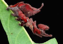 Black And Red Caterpillar With Horn Bizarre Larva Of The Lobster Moth Stauropus Fagi By John Horstman Itchydogimages At Flickr Check Out His Description Of Moth Caterpillar Moth Caterpillar