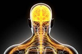 Target The Nervous System To Fight Asthma Attacks Rt
