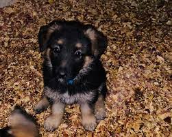 Past litters have produced high drive dogs that excel location: Pin On German Shepherd Puppies