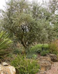They have been grown for centuries for their olives and the oil they produce. How To Grow Care For Olive Trees Garden Design