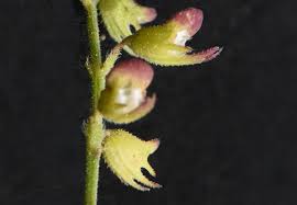 Image result for Tinnea zambesiaca