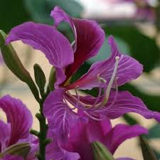 Image result for Bauhinia purpurea
