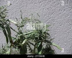 Image result for Dicliptera paniculata