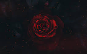 تحميل خلفيات وردة حمراء الفن خلفية سوداء برعم الورد عريضة
