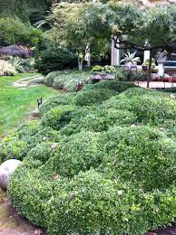 Common or english boxwood (buxus sempervirens) is a staple of formal gardens and adds structure to more casual landscapes with its dense, evergreen growth, which remains on the plant for three years. Korean Boxwood Trimmed In It S Natural Shape At Fox Hollow Outdoor Korean Boxwood Outdoor Decor