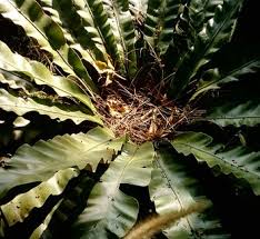 Image result for Asplenium staudtii