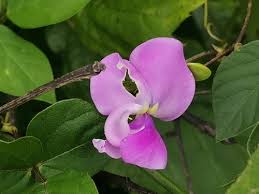 Image result for Neorautanenia ficifolia