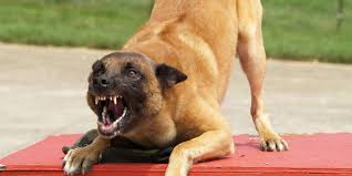 Maybe you would like to learn more about one of these? How To Deal With Aggressive Dogs On Your Ride