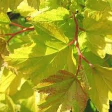 Striking foliage color on a compact, mounded shrub. Physocarpus Darts Gold Harrod Horticultural