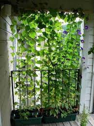 Cool 41 Cozy And Beautiful Green Balcony Ideas More At Https Trend4homy Com 2018 05 21 41 Cozy And Beautiful Gree Garden Privacy Small Balcony Design Plants