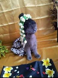 Bagi pemilik kucing, wajib memberikan makan menurut pendapat yang mu'tamad (pendapat kuat yang dibuat pegangan), hukum membunuh kucing adalah. Hukum Sunat Kucing Dalam Islam