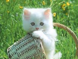 1sirin Yavru Kedi Resimleri 2 Jpg 600 450 Sevimli Kedi Yavrulari Yavru Kediler Sevimli Kediler
