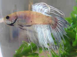 Changing Color Around Betta S Gills Fish Care