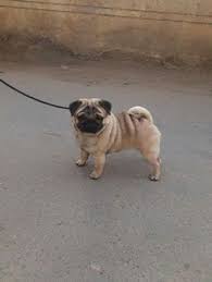 You can feed a pug puppy up to 125g of feed combined at this age. 52 Pug Puppies For Sale Ideas Pug Puppies Puppies Pug Puppies For Sale