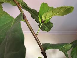 Fig tree virus is almost surely introduced into the plant via the eriophyid mite (aceria fici) and additionally through vegetative cuttings and grafting. Fiddle Leaf Fig New Branch Growth Album On Imgur