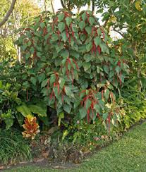 Image result for Acalypha hispida