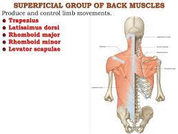 The superficial and intermediate back muscles are extrinsic muscles. Superficial Muscles Of The Back Ppt Download