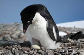 Patterson said the penguins are a good example of how climate change affects ecosystems because the southern seas and antarctica are so vulnerable. Space Views Of Penguin Poo Yield Insights Climate Change Vital Signs Of The Planet