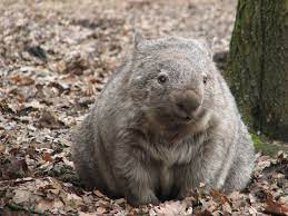 nacktnasenwombat erlebnis zoo hannover tiere wombat und susseste haustiere