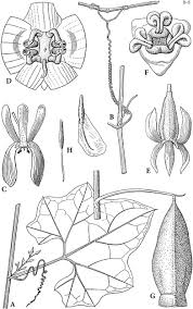 Image result for Raphidiocystis jeffreyana