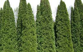 Cost, not as sturdy as more permanent shelters, may not provide adequate protection from predators because of the materials used and large door openings. Cedar Hedging Kamstra Landscaping Garden Supplies