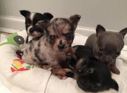 Healthy, purebred chihuahua puppies directly from ethical breeders. 3 Chihuahua Puppies For Sale For Sale In Jonesboro Arkansas Classified Americanlisted Com