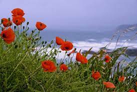 Challaborough Bay Uk Flowers Nature Beautiful Flowers Poppies