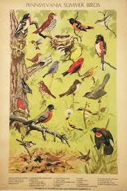 Backyard Birds Of Pa Identification Pennsylvania Summer Birds Category Small Format Artist Abbott Circa 1946 Origin Usa Bird Poster Vintage Posters Birds
