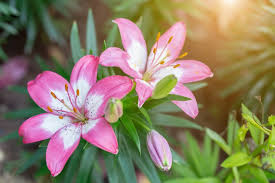 Maybe you would like to learn more about one of these? Northern Gardening Diving Into Different Types Of Lilies Flin Flon Reminder
