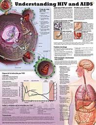 Sexually Transmitted Infections Chart 20x26 Anatomy