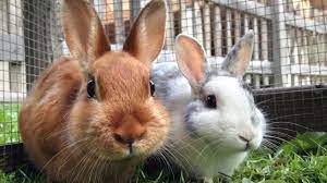 Maybe you would like to learn more about one of these? Estee Lauder Companies Partners With The Humane Society To End Global Animal Testing Allure
