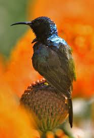 Black Bird With Orange Wings South Africa Orange Breasted Sunbird South African Animals South African Birds Visit South Africa
